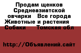 Продам щенков Среднеазиатской овчарки - Все города Животные и растения » Собаки   . Томская обл.